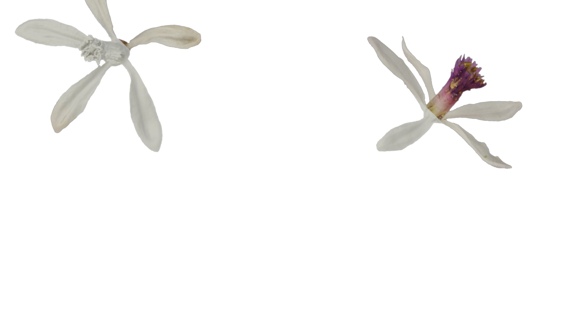 Anydrafts Melia azedarach Flower 06 Texture_1