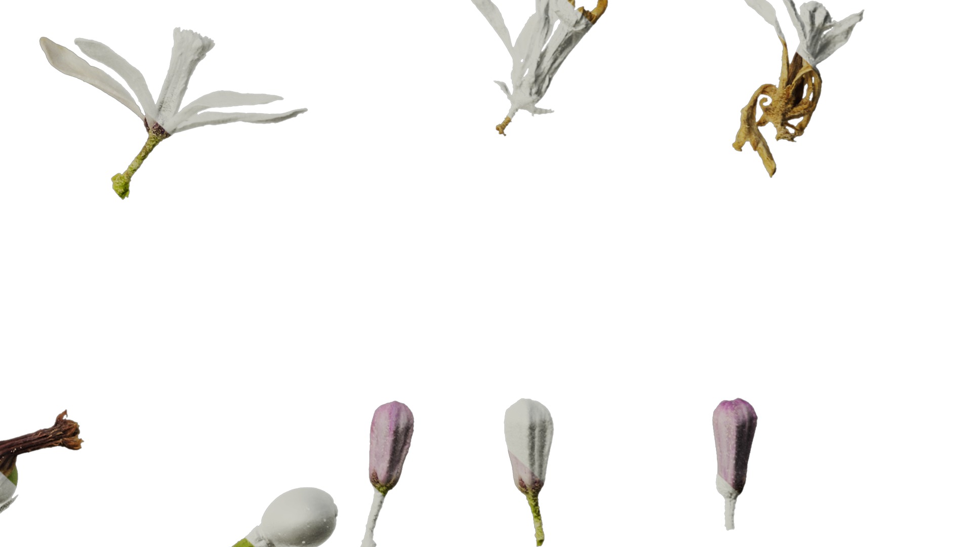 Anydrafts Melia azedarach Flower 06 Texture_6