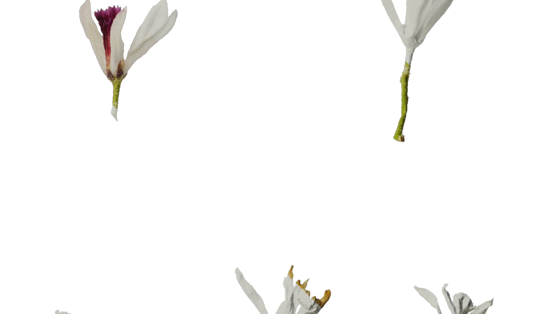 Anydrafts Melia azedarach Flower 06 Texture_4