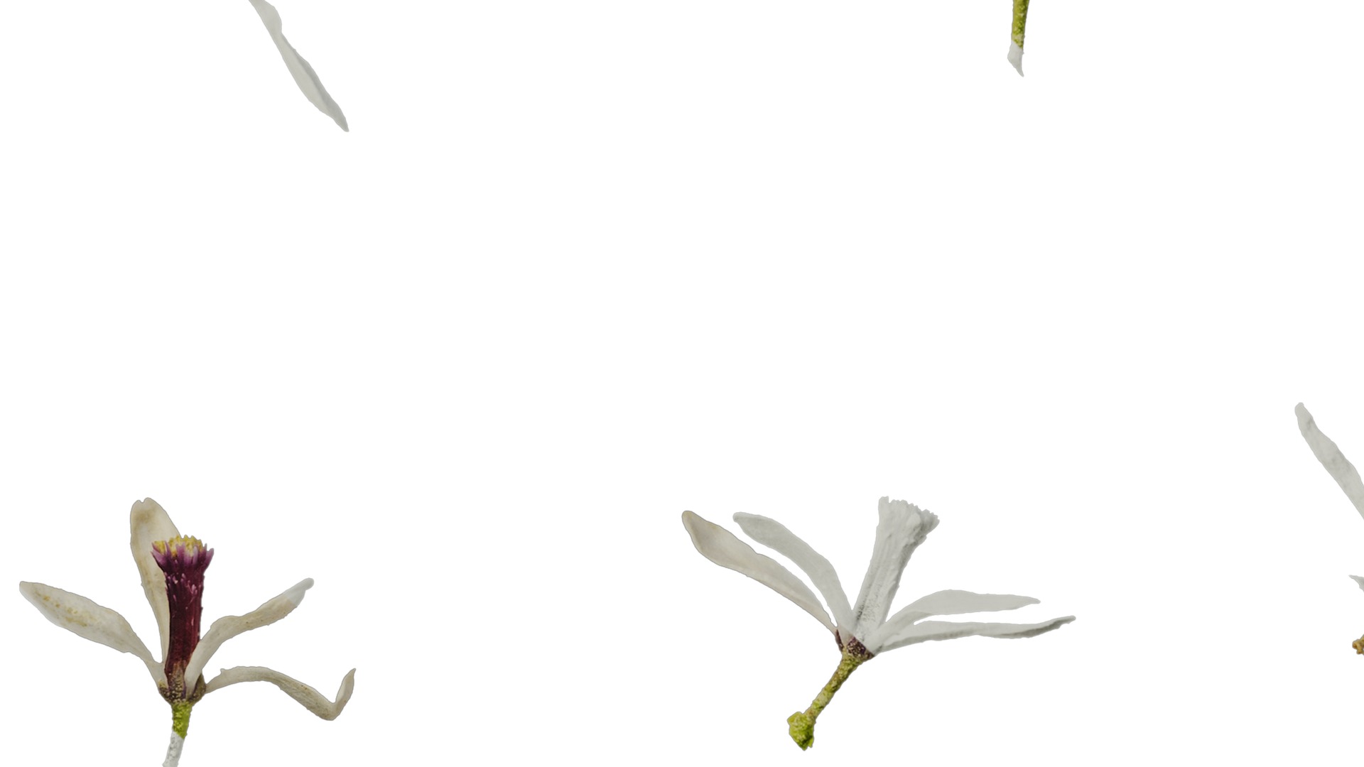 Anydrafts Melia azedarach Flower 06 Texture_7