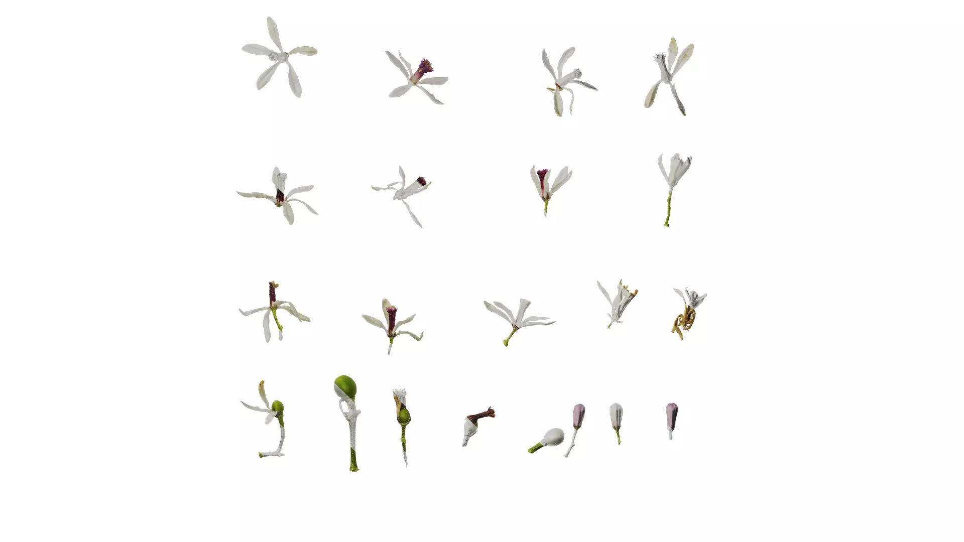 Anydrafts Melia azedarach Flower 06 Texture_0