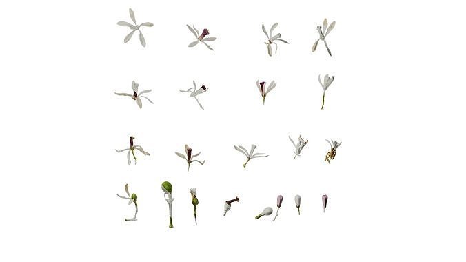 Anydrafts Melia azedarach Flower 06 Texture