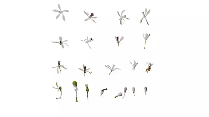 Anydrafts Melia azedarach Flower 06