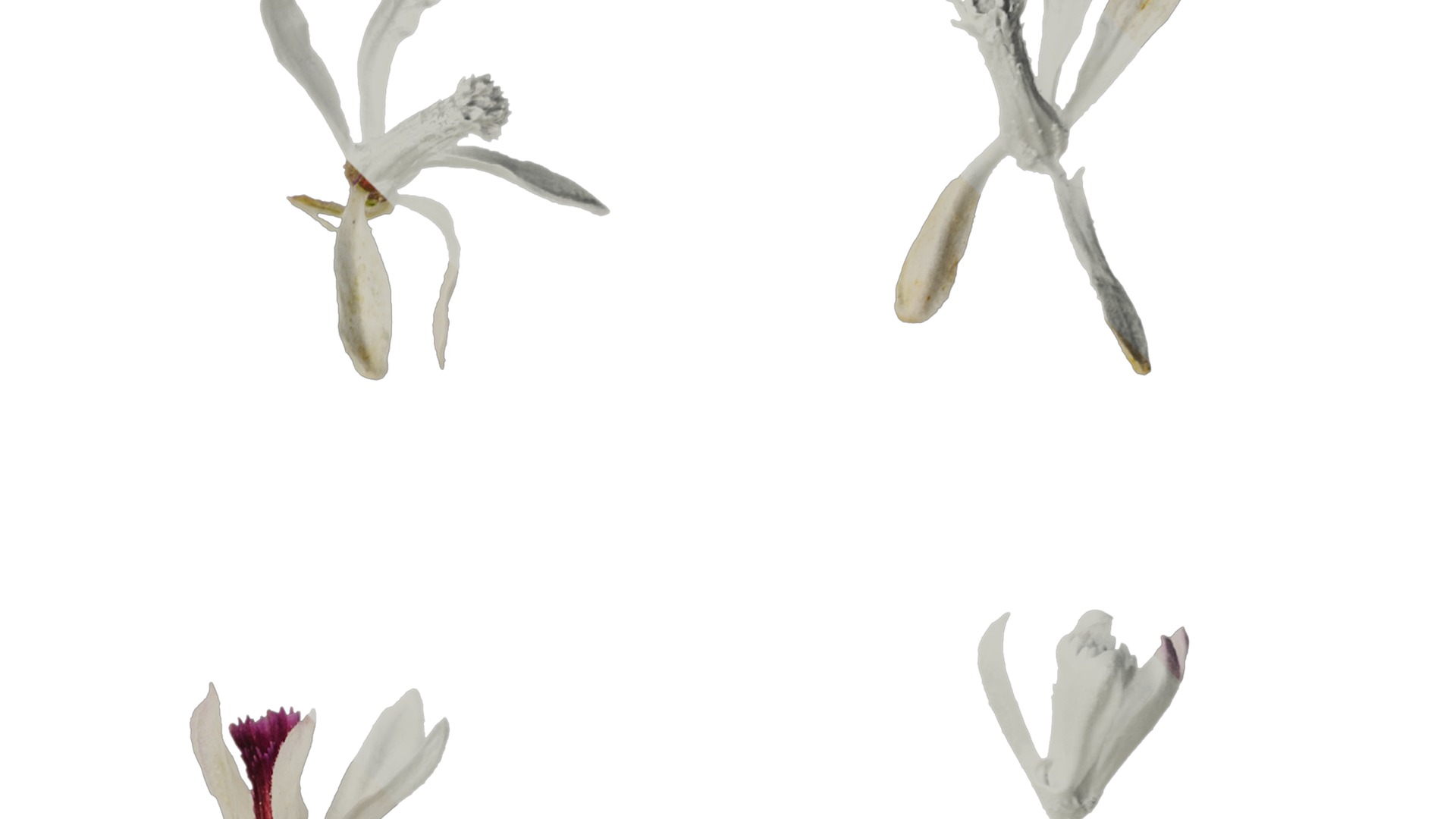 Anydrafts Melia azedarach Flower 06 Texture_2