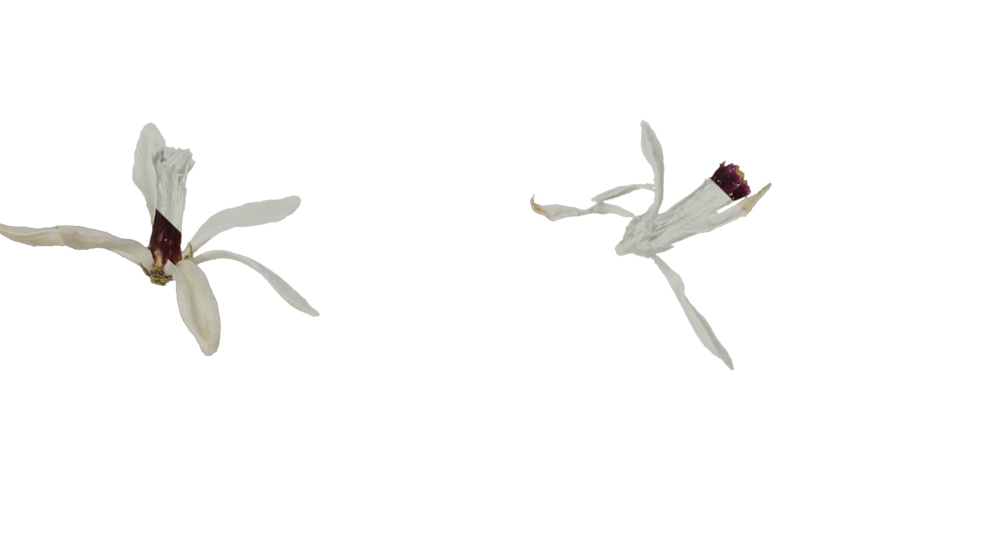 Anydrafts Melia azedarach Flower 06 Texture_3