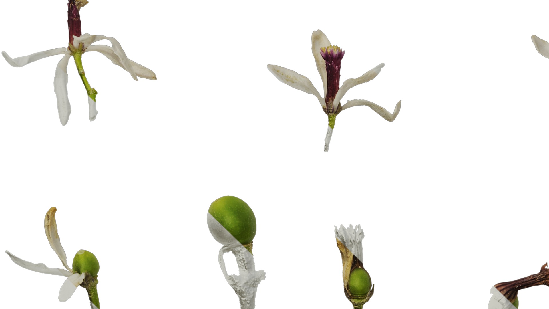 Anydrafts Melia azedarach Flower 06 Texture_5