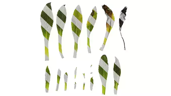 Anydrafts Symphytum officinale Leaf 02