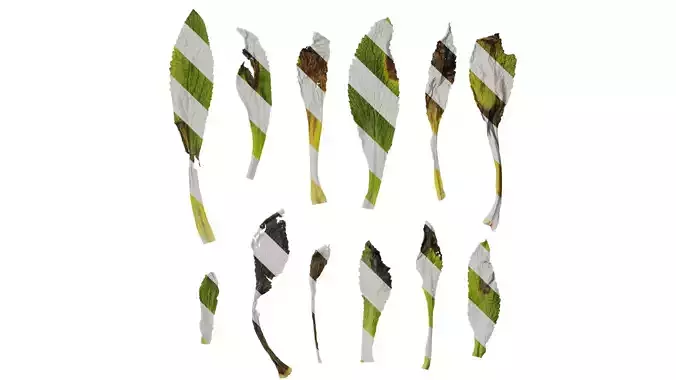 Anydrafts Symphytum officinale Leaf 03