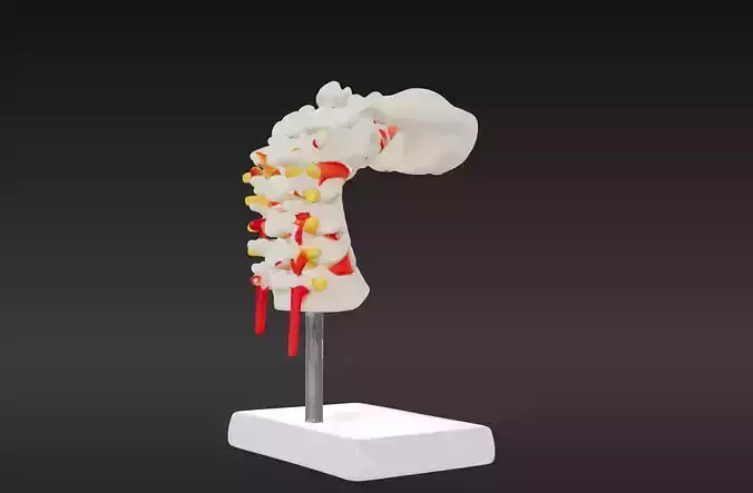 3D Vertebrae Anatomy Model with Stand v1