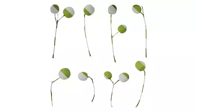 Anydrafts Melia azedarach Fruit 02 Texture