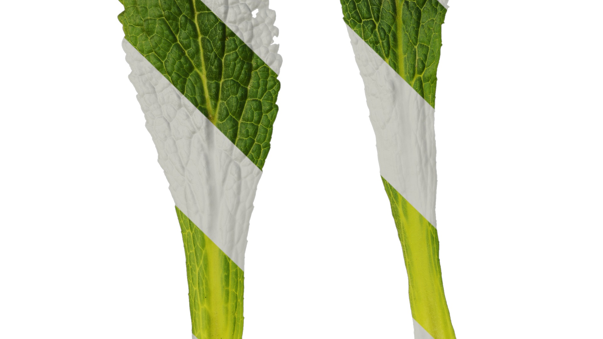 Anydrafts Symphytum officinale Leaf 04 Texture_3