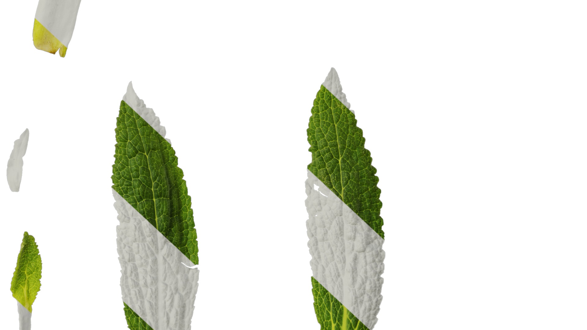 Anydrafts Symphytum officinale Leaf 04 Texture_6