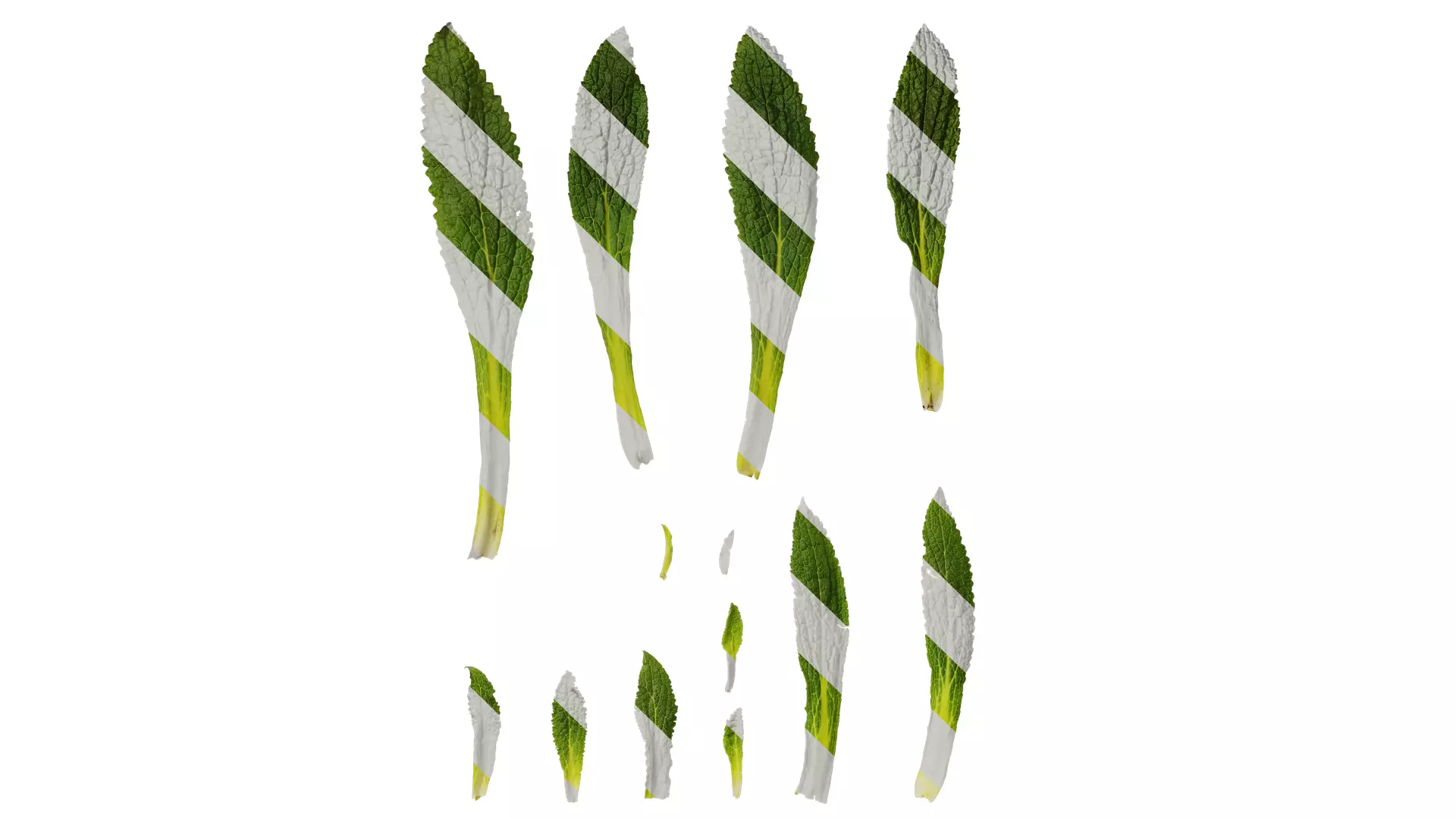 Anydrafts Symphytum officinale Leaf 04 Texture_0