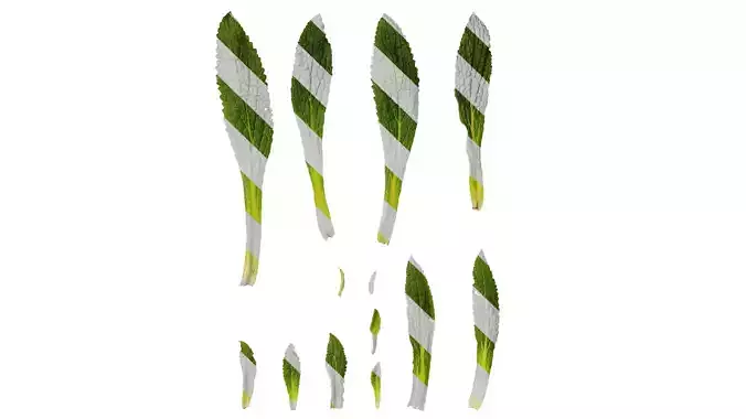 Anydrafts Symphytum officinale Leaf 04