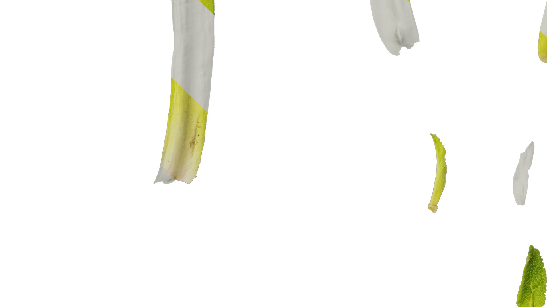 Anydrafts Symphytum officinale Leaf 04 Texture_5