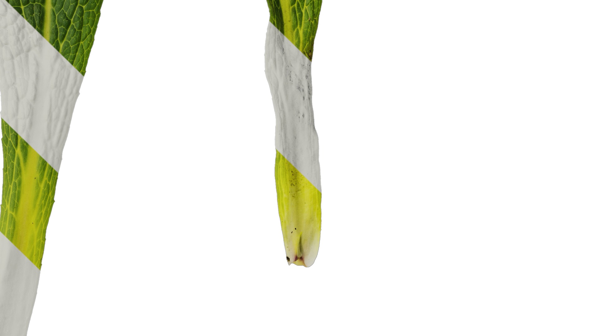 Anydrafts Symphytum officinale Leaf 04 Texture_4