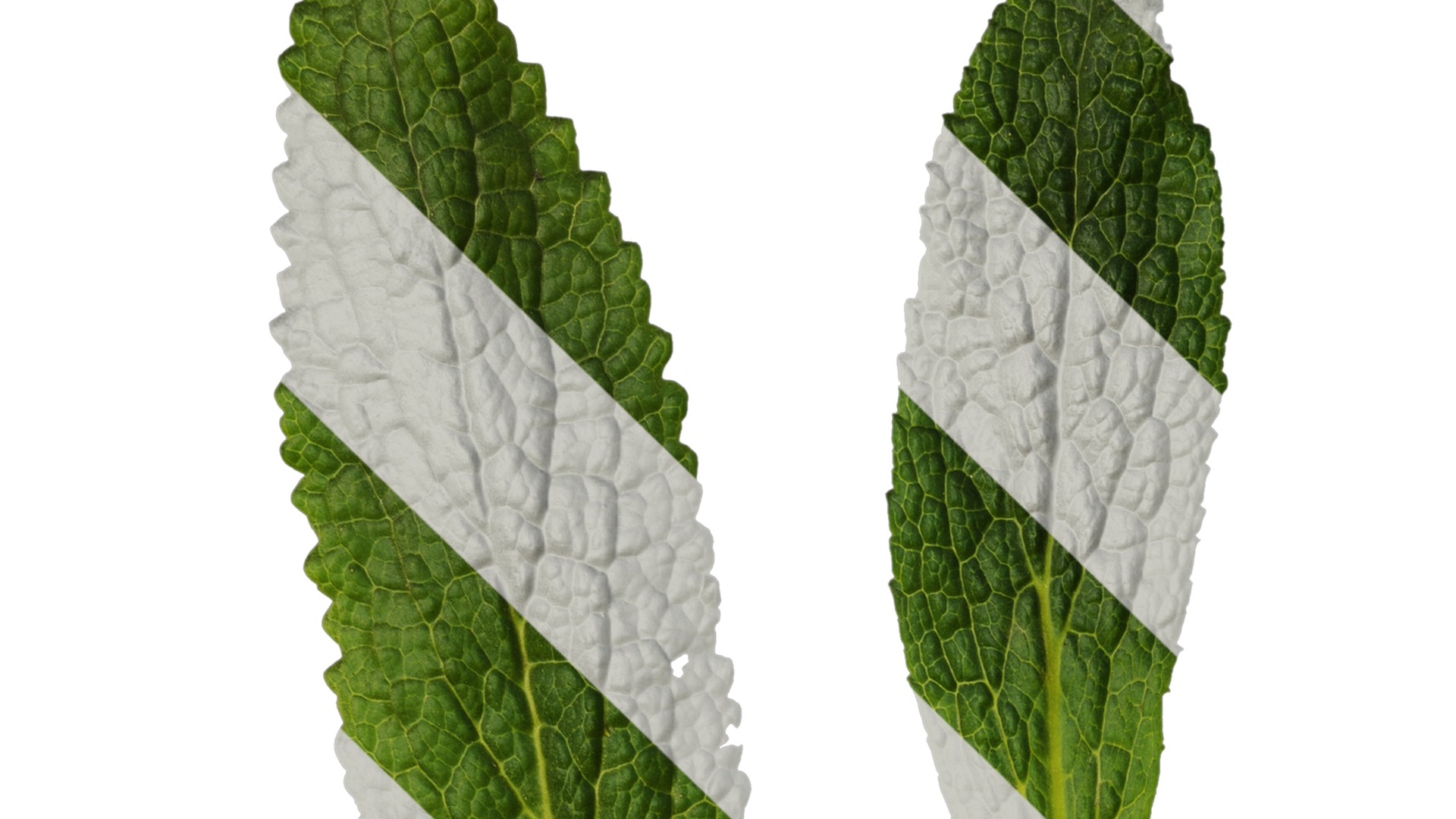 Anydrafts Symphytum officinale Leaf 04 Texture_1