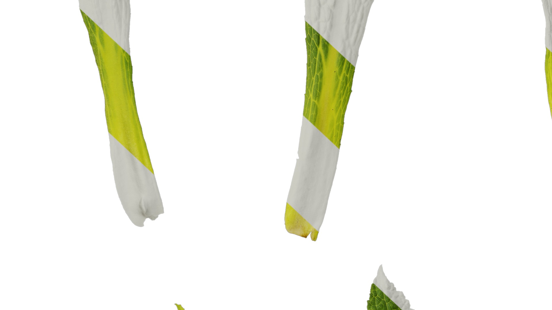 Anydrafts Symphytum officinale Leaf 04 Texture_7