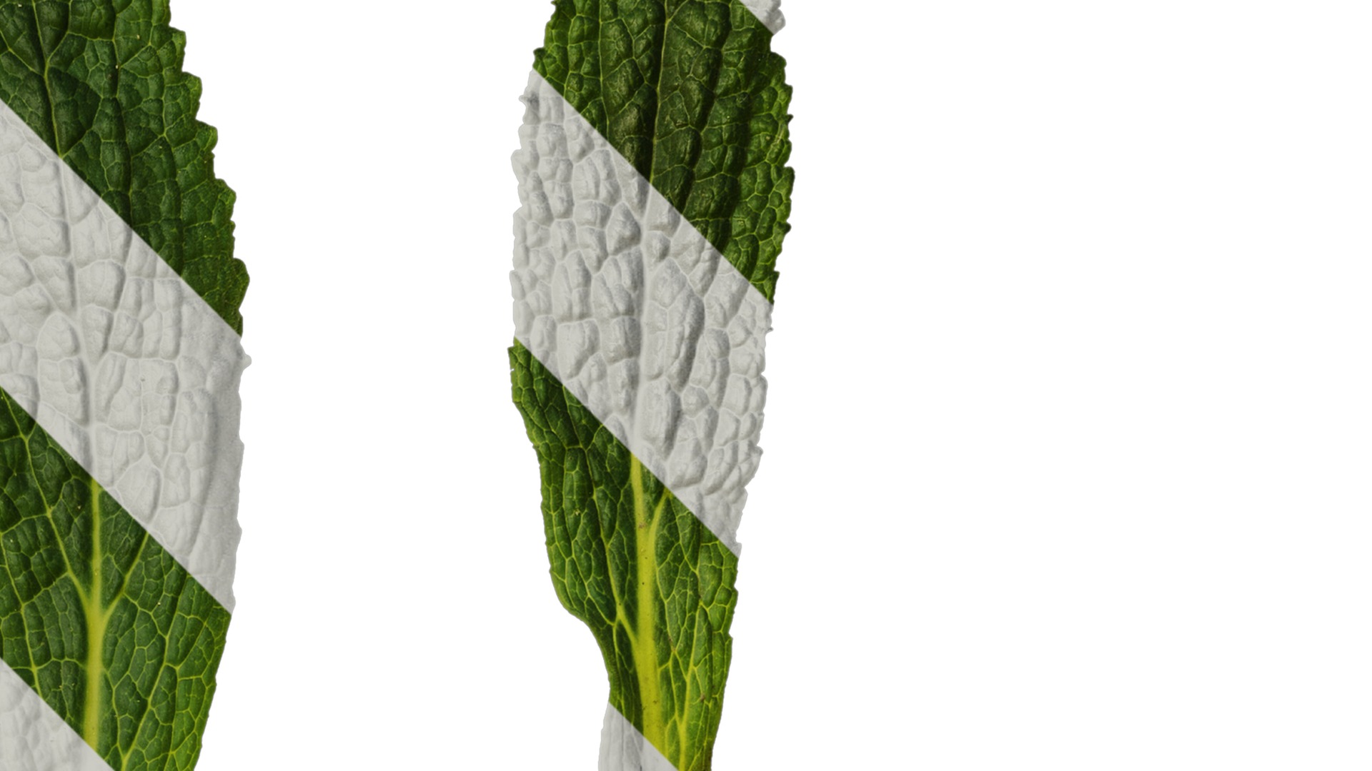 Anydrafts Symphytum officinale Leaf 04 Texture_2