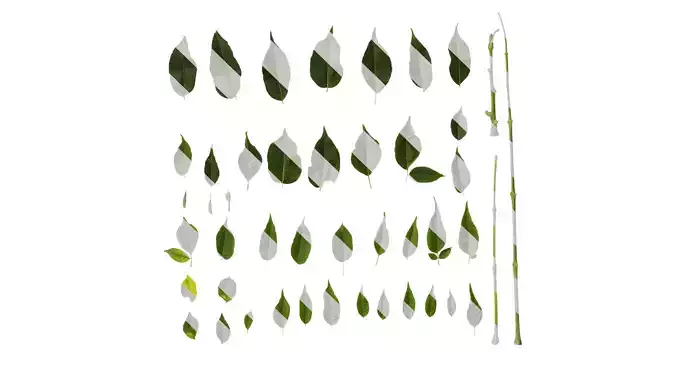 Anydrafts Melia azedarach Leaf 05