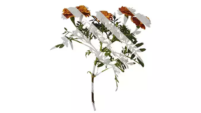 Anydrafts Tagetes patula Atlas 01