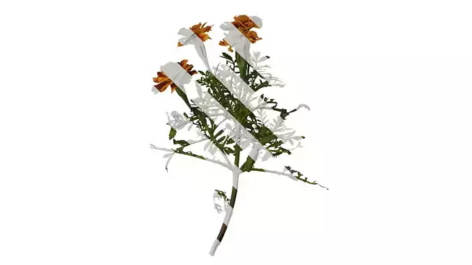 Anydrafts Tagetes patula Atlas 02