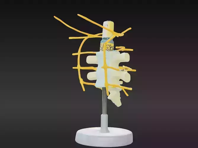 3D Vertebrae Anatomy Model with Stand v2 3D print model