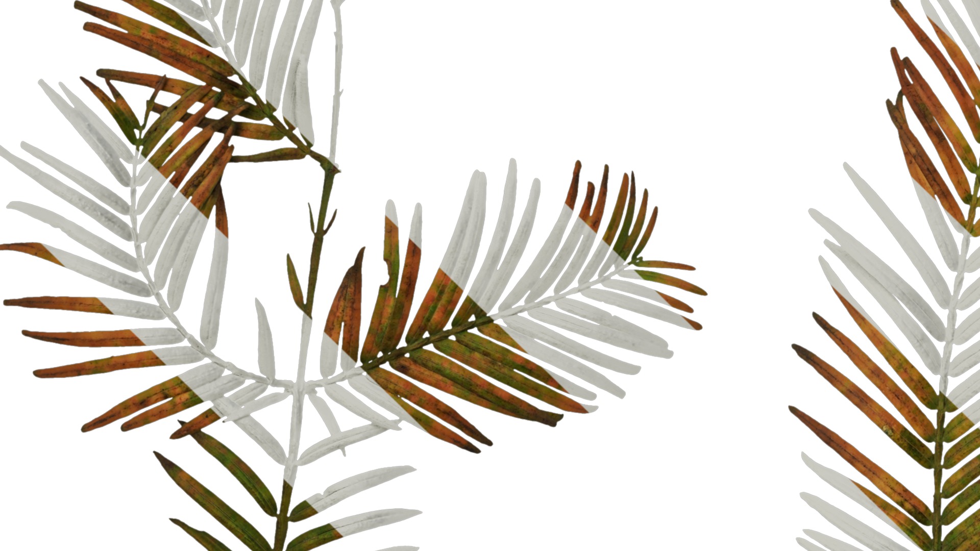 Anydrafts Metasequoia glyptostroboides Atlas 01 Texture_5