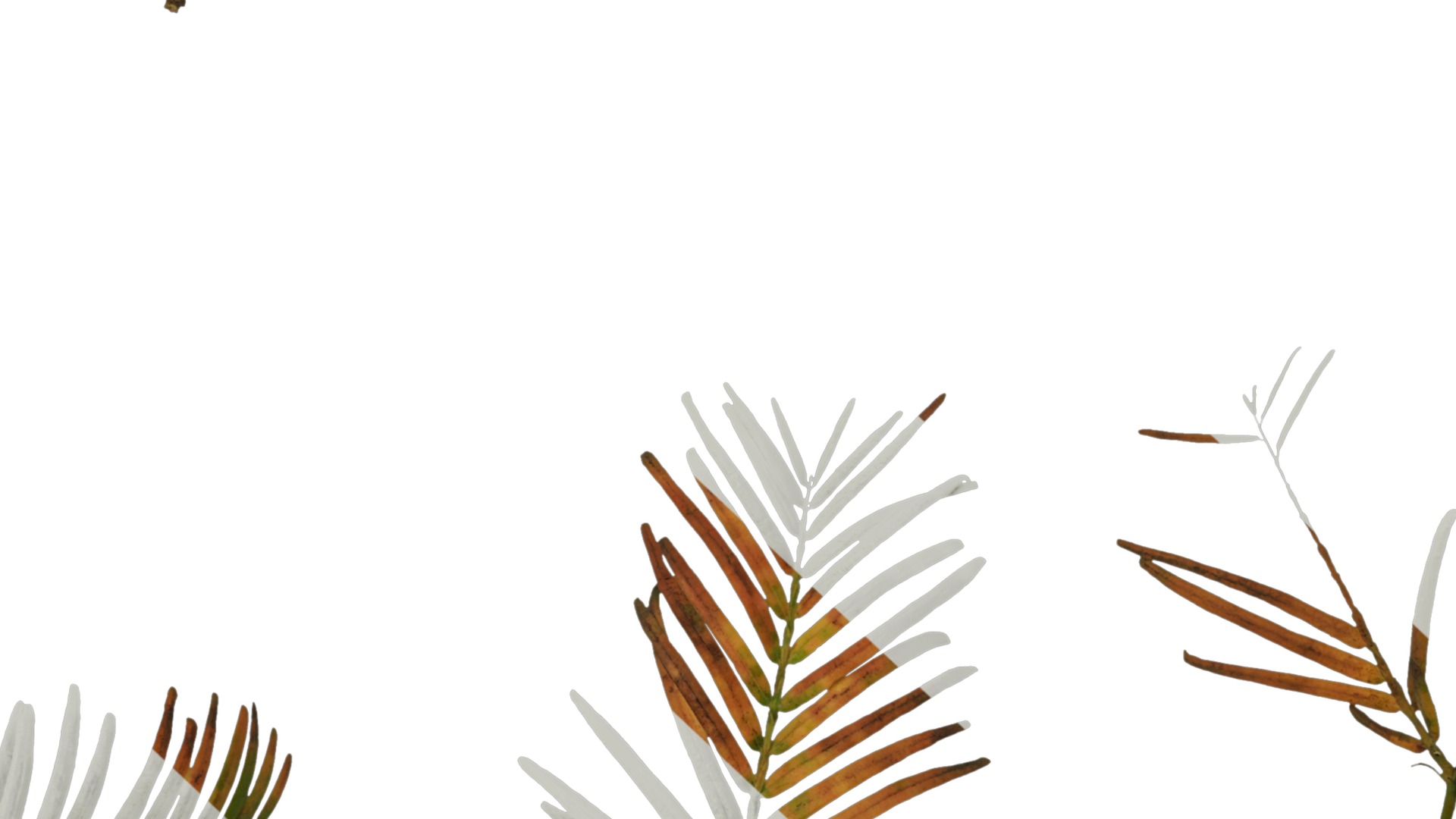 Anydrafts Metasequoia glyptostroboides Atlas 01 Texture_7