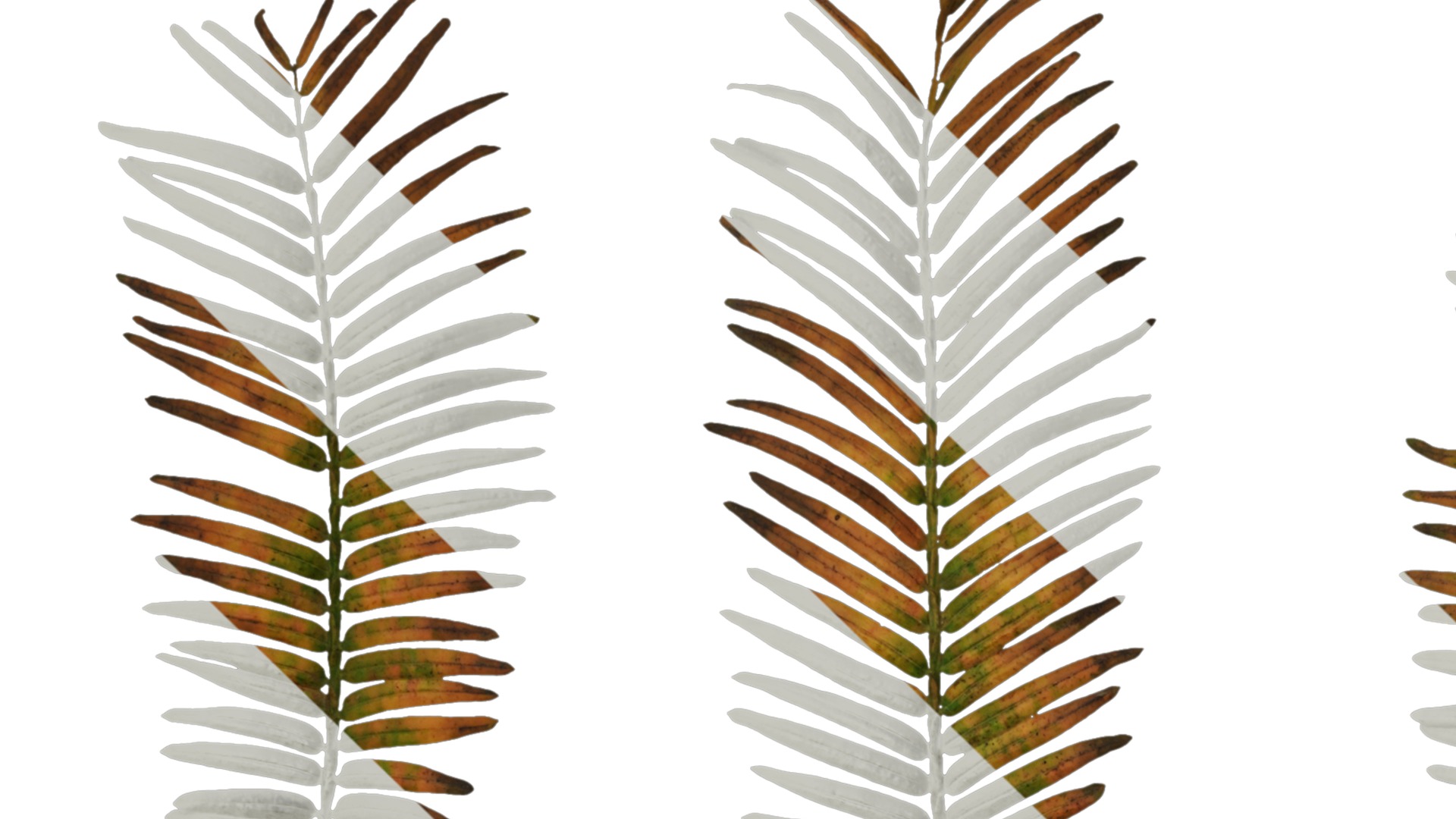 Anydrafts Metasequoia glyptostroboides Atlas 01 Texture_1