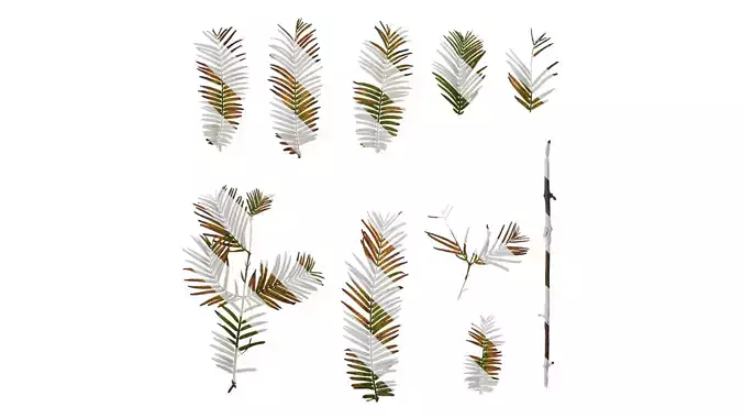 Anydrafts Metasequoia glyptostroboides Atlas 01