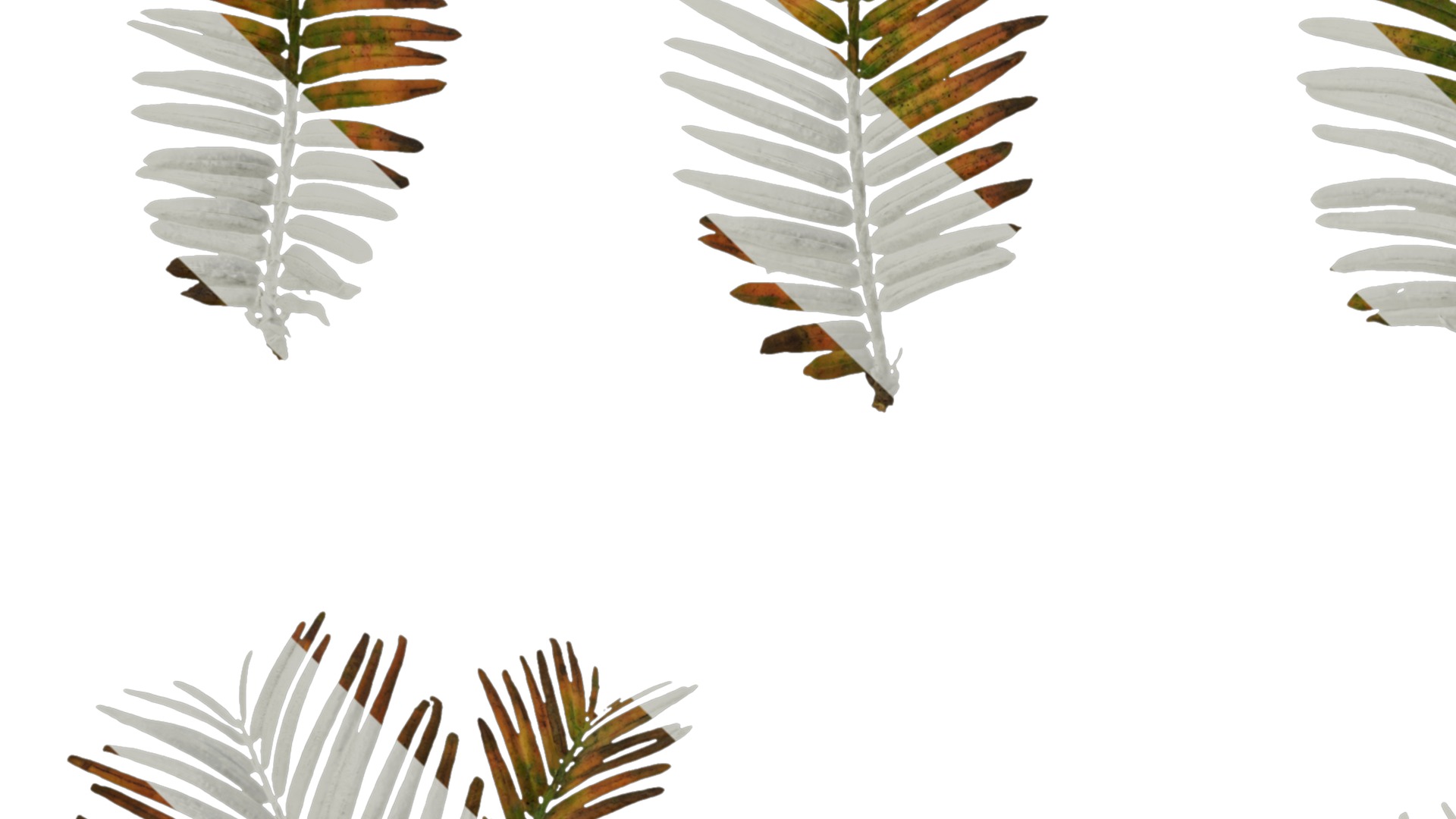 Anydrafts Metasequoia glyptostroboides Atlas 01 Texture_3