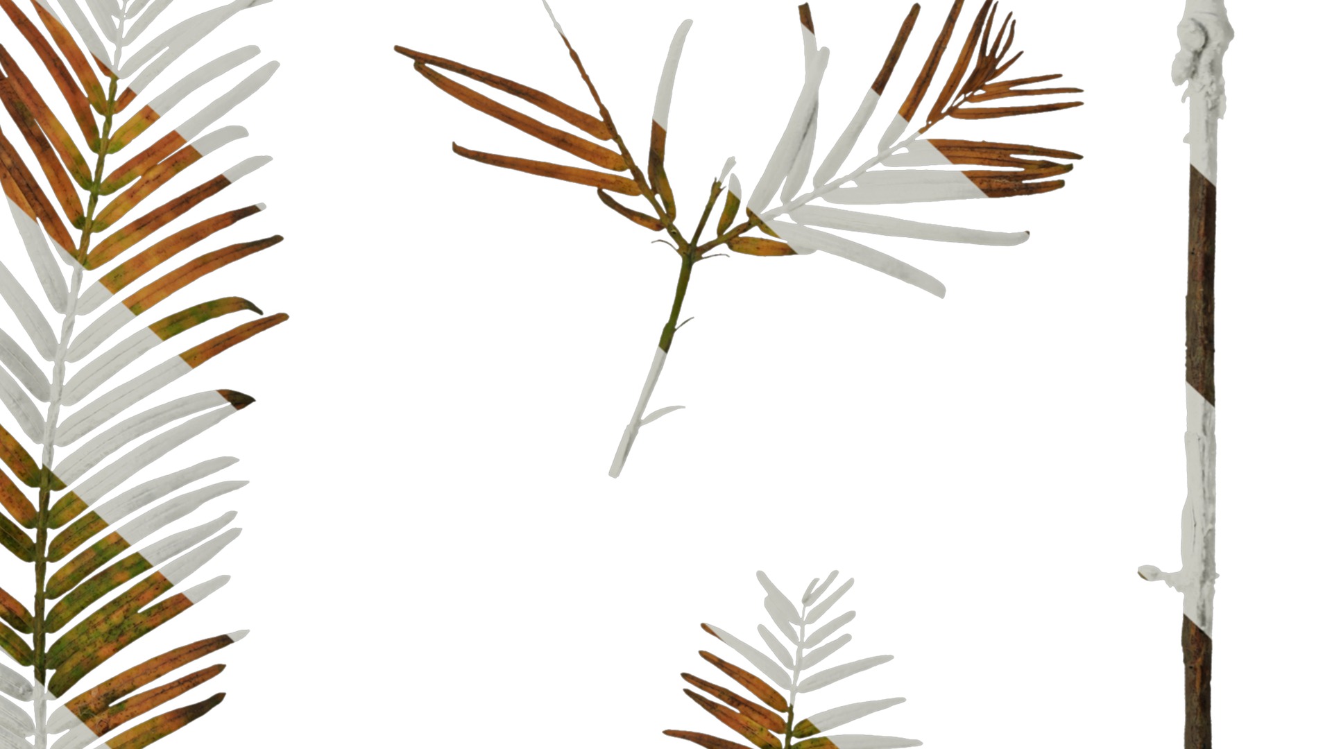 Anydrafts Metasequoia glyptostroboides Atlas 01 Texture_6