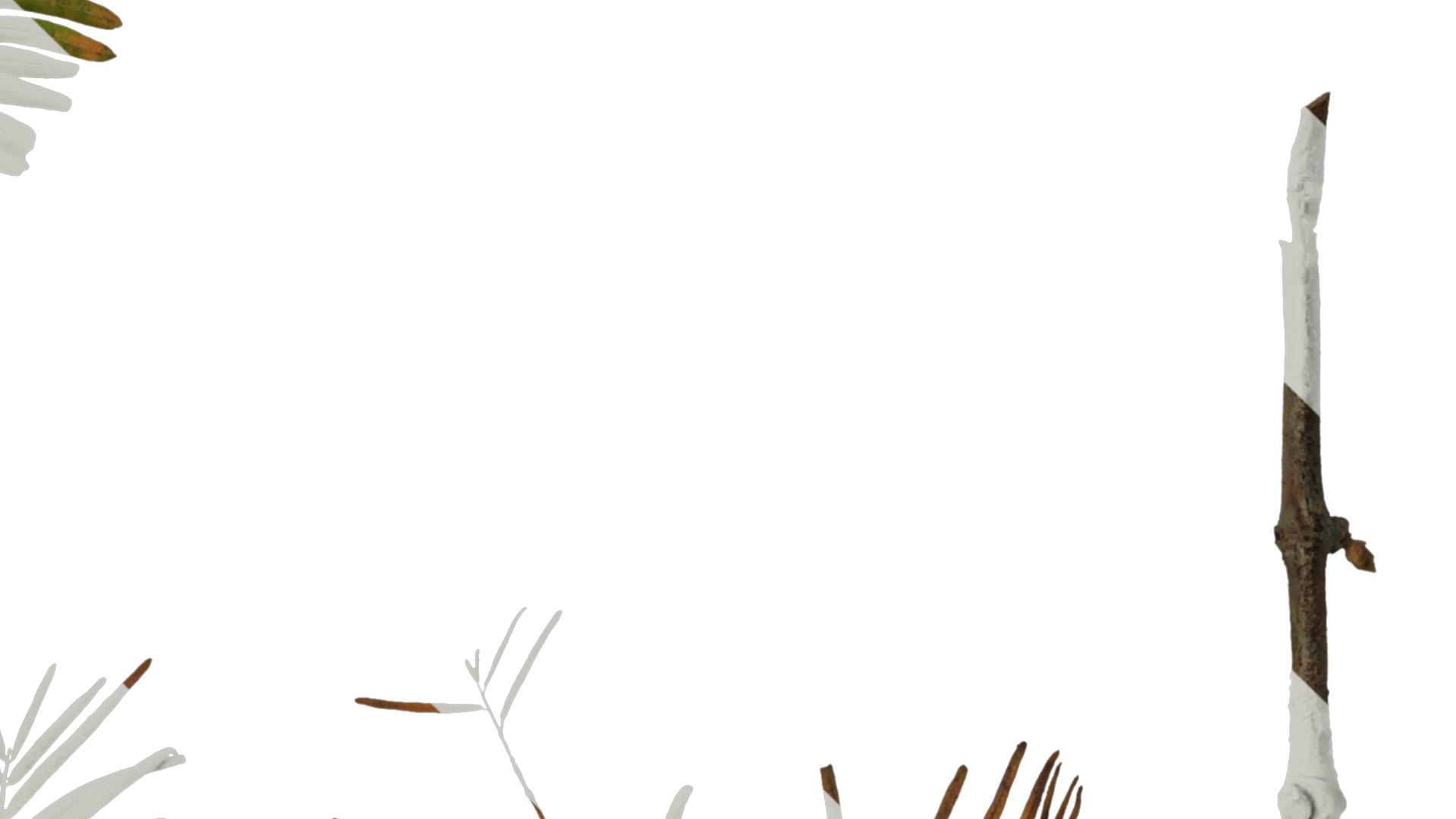 Anydrafts Metasequoia glyptostroboides Atlas 01 Texture_4