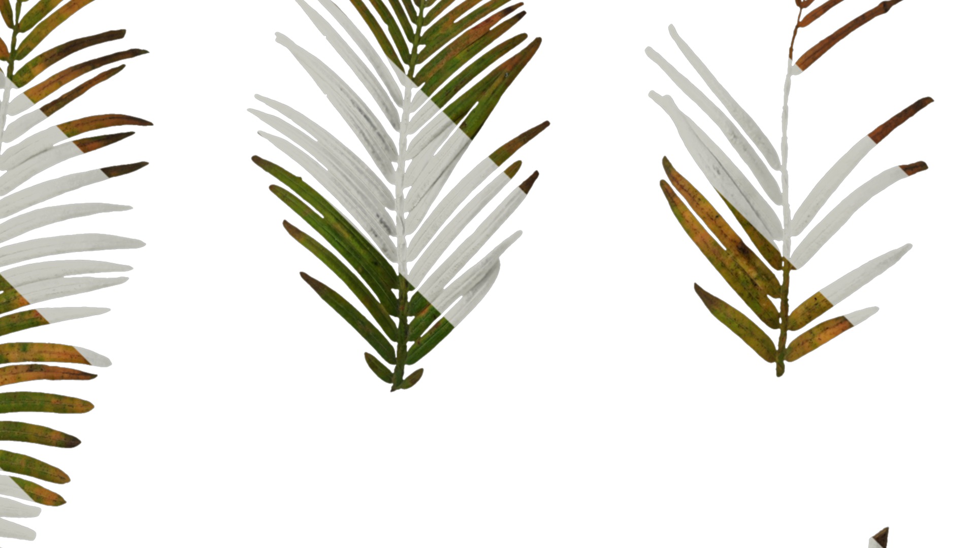 Anydrafts Metasequoia glyptostroboides Atlas 01 Texture_2