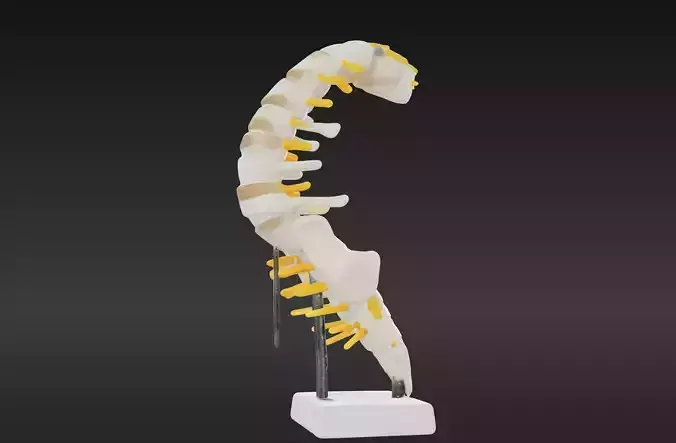 3D Vertebrae Anatomy Model with Stand v3