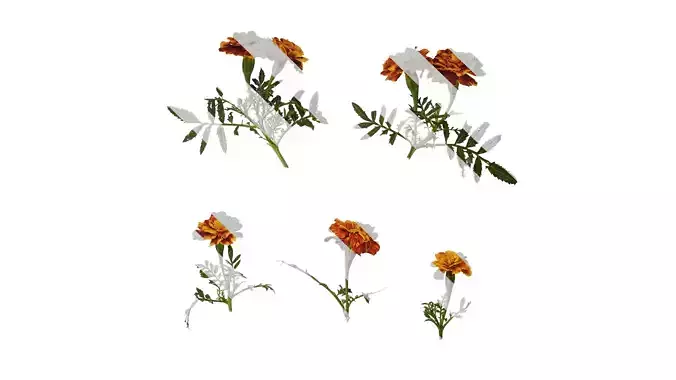 Anydrafts Tagetes patula Atlas 03