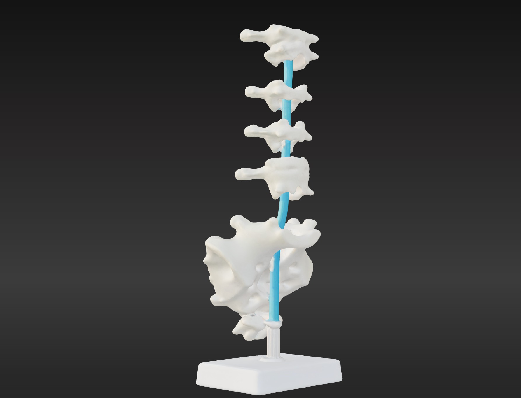3D Vertebrae Anatomy Model with Stand v4 3D print model_1