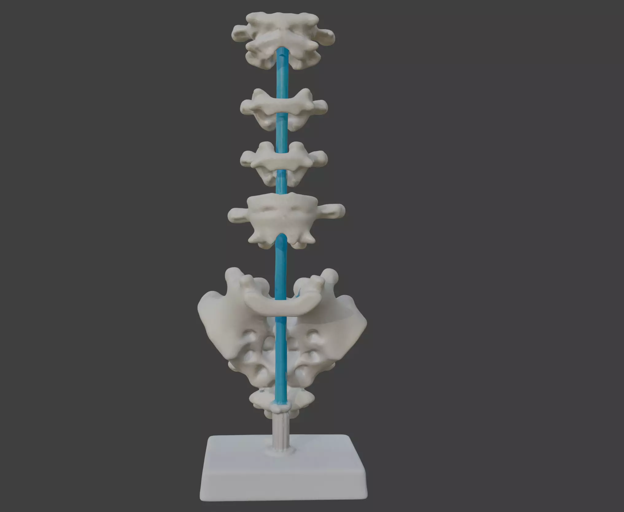 3D Vertebrae Anatomy Model with Stand v4 3D print model_0