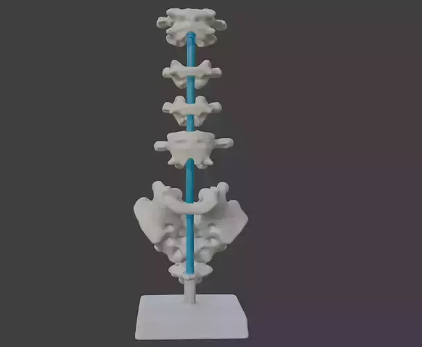 3D Vertebrae Anatomy Model with Stand v4