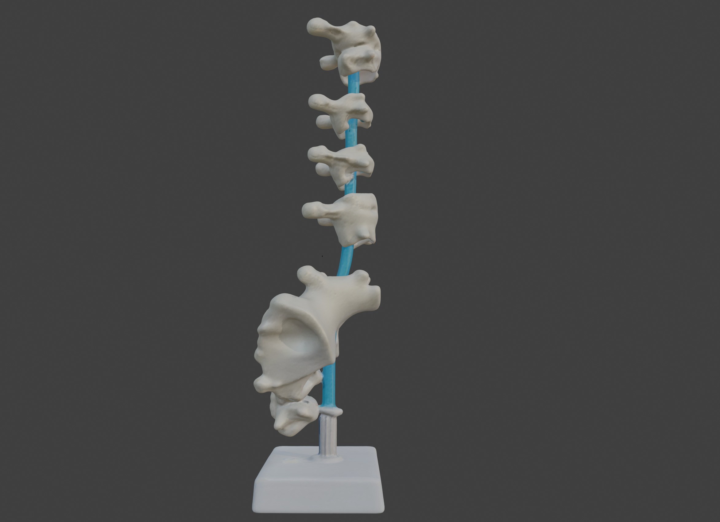 3D Vertebrae Anatomy Model with Stand v4 3D print model_6