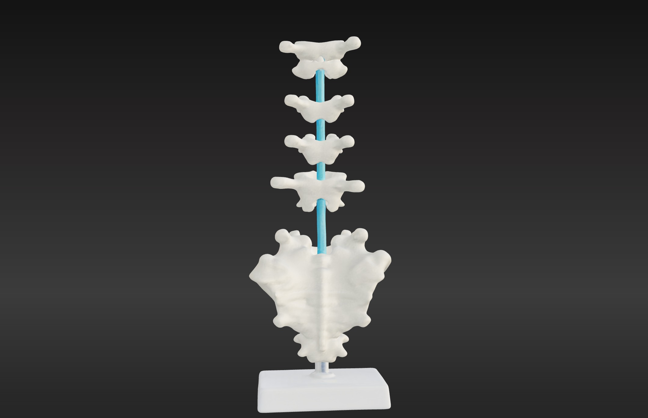 3D Vertebrae Anatomy Model with Stand v4 3D print model_3