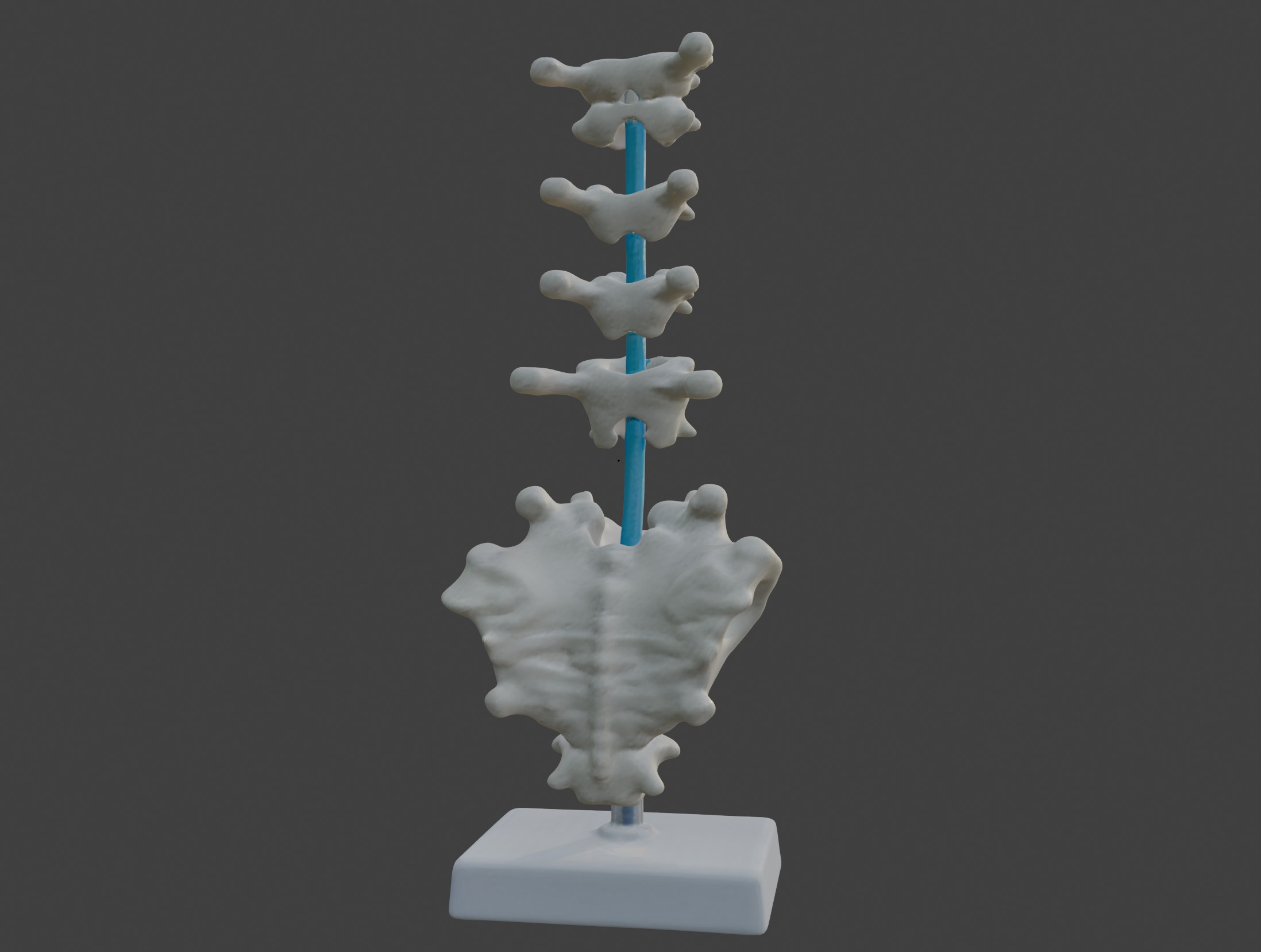3D Vertebrae Anatomy Model with Stand v4 3D print model_2