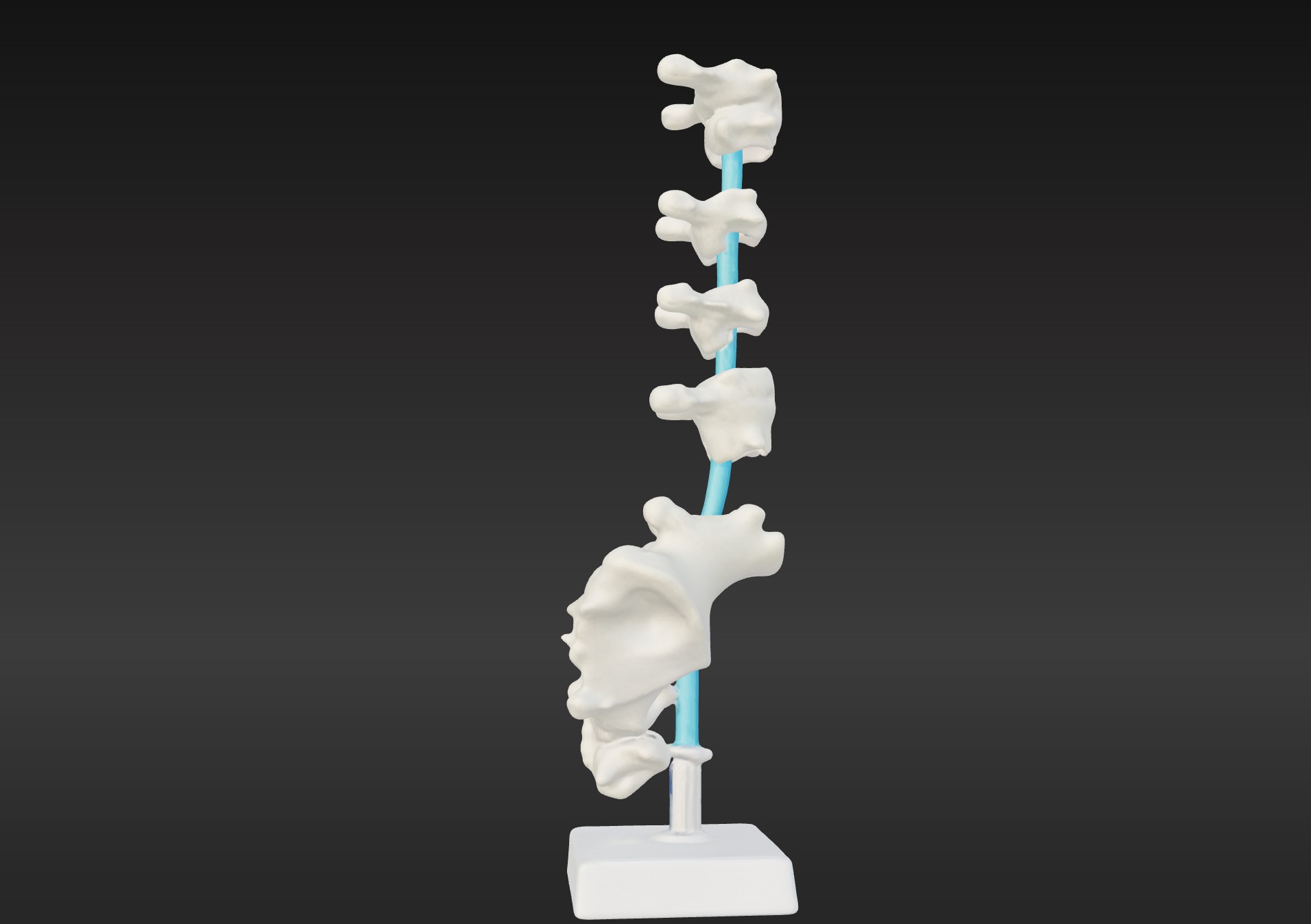 3D Vertebrae Anatomy Model with Stand v4 3D print model_4