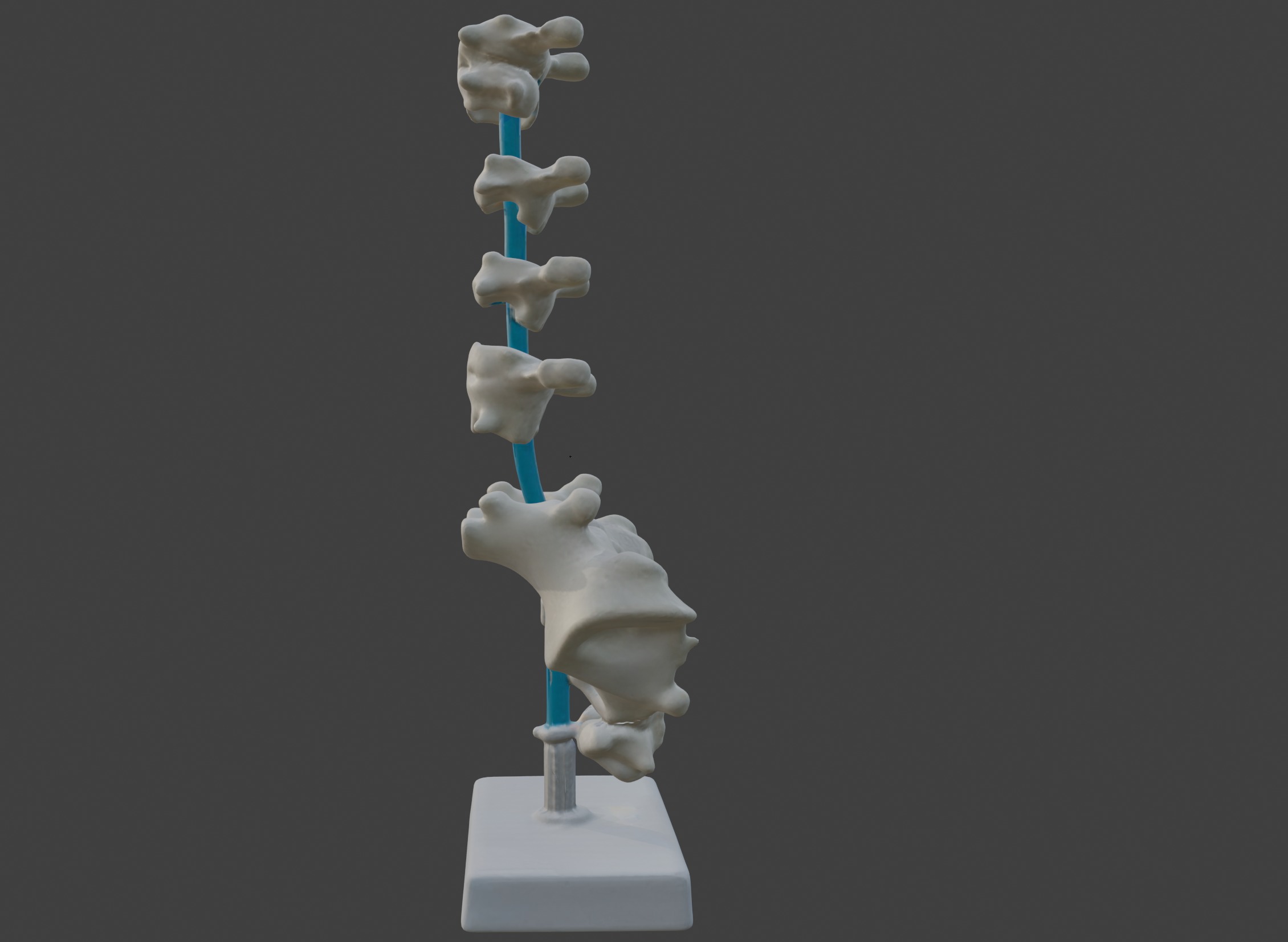 3D Vertebrae Anatomy Model with Stand v4 3D print model_5