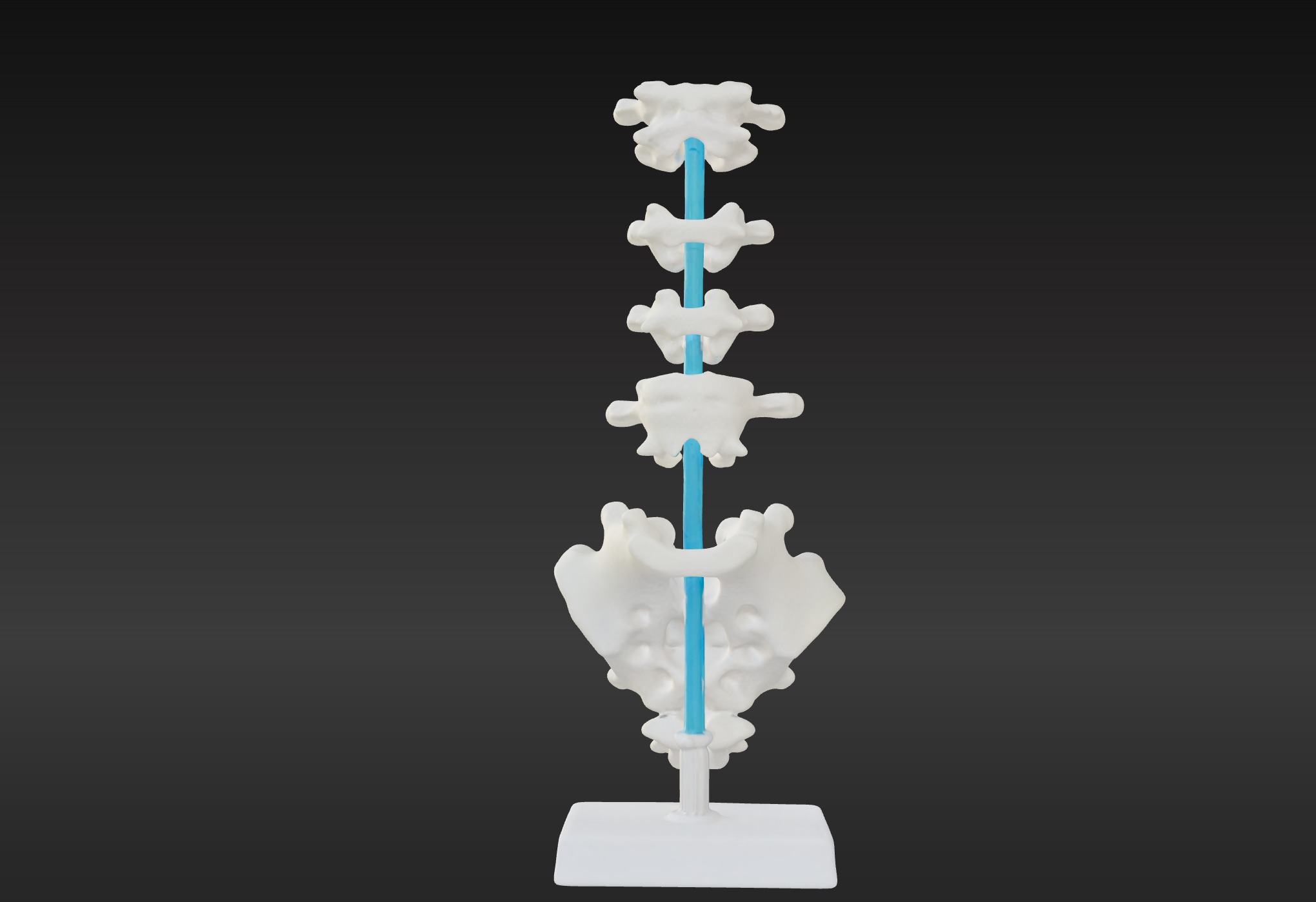 3D Vertebrae Anatomy Model with Stand v4 3D print model_8