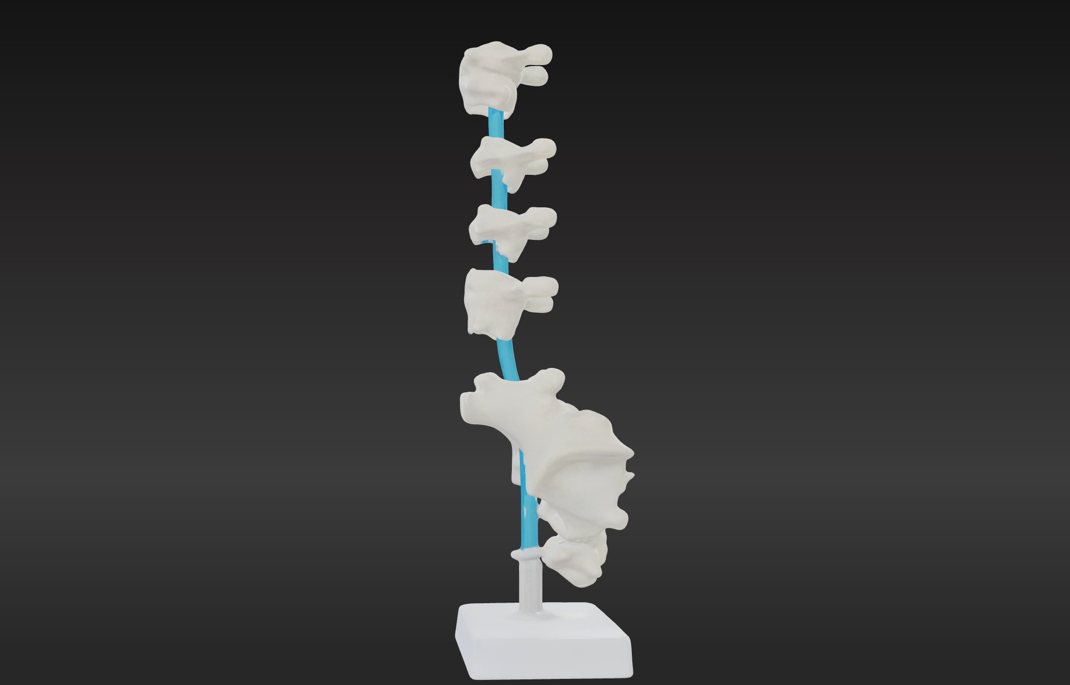 3D Vertebrae Anatomy Model with Stand v4 3D print model_7