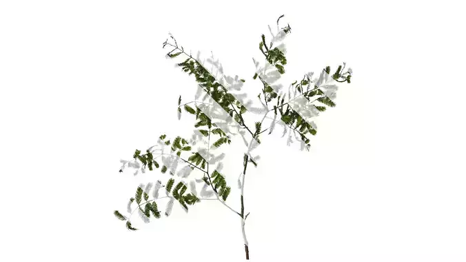 Anydrafts Metasequoia glyptostroboides Atlas 05