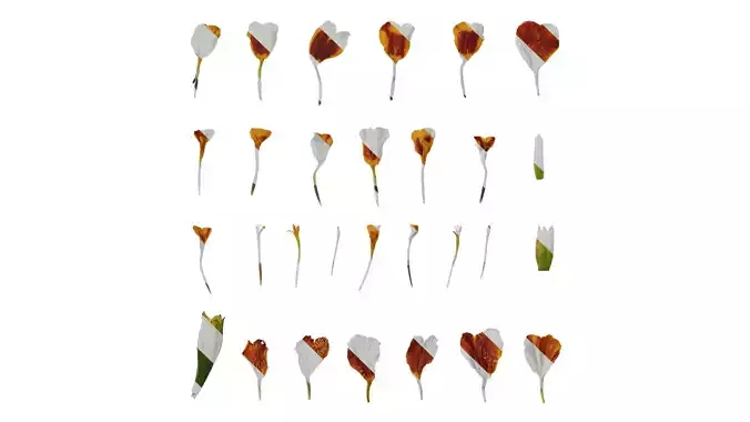 Anydrafts Tagetes patula Flower 02