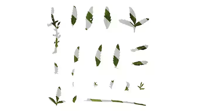 Anydrafts Tagetes patula Leaf 01